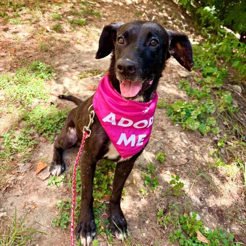 An adult medium-sized female Black Labrador Retriever dog named Rhonda for adoption in Austin, TX