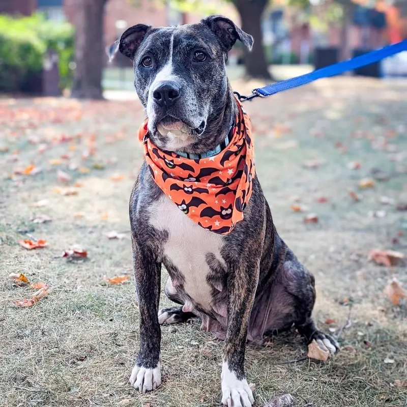 Mama Roxy thumbnail 3