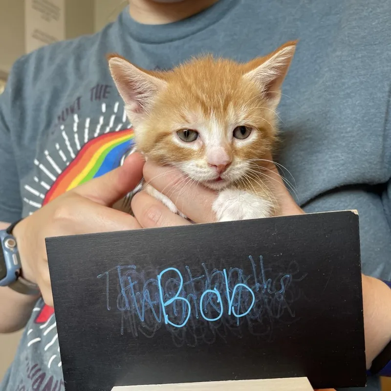 A baby small-sized male Orange / Red Domestic Short Hair cat named Bob C for adoption in Minnetonka, MN