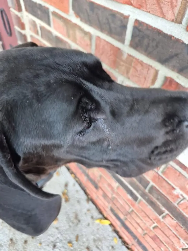 A baby extra large-sized female Great Dane dog named Antarctica for adoption in Newport, KY