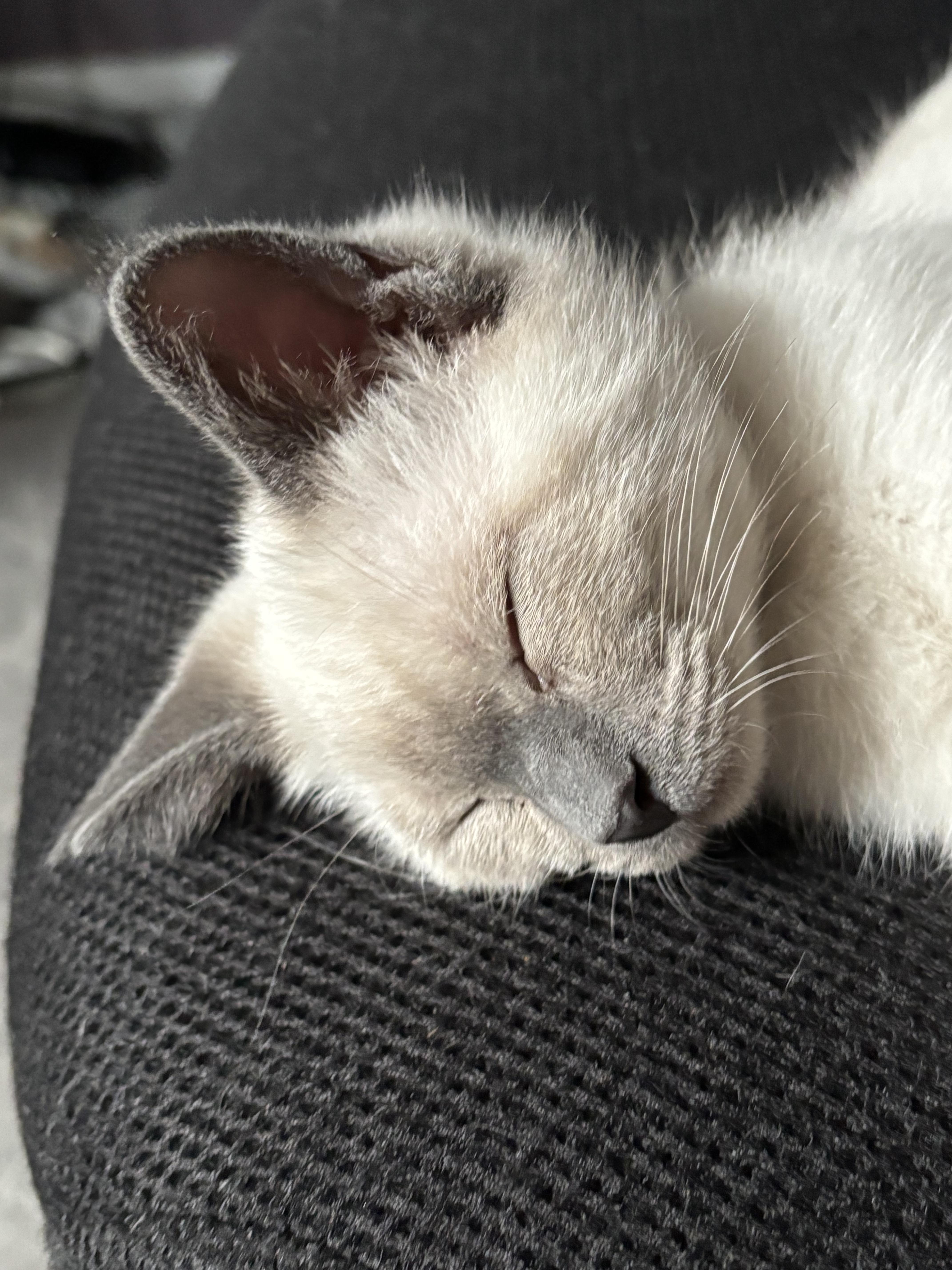 A baby medium-sized male Lilac Point Domestic Short Hair cat named Huey Lewis for adoption in Salt Lake City, UT
