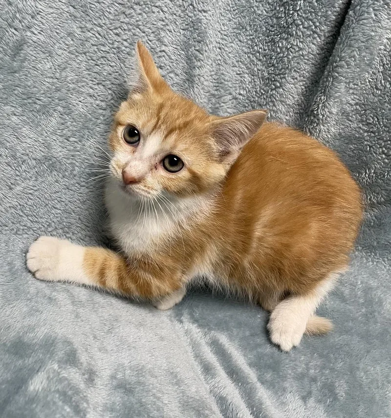 A baby small-sized male Domestic Short Hair cat named Alejandro for adoption in Jackson, MI