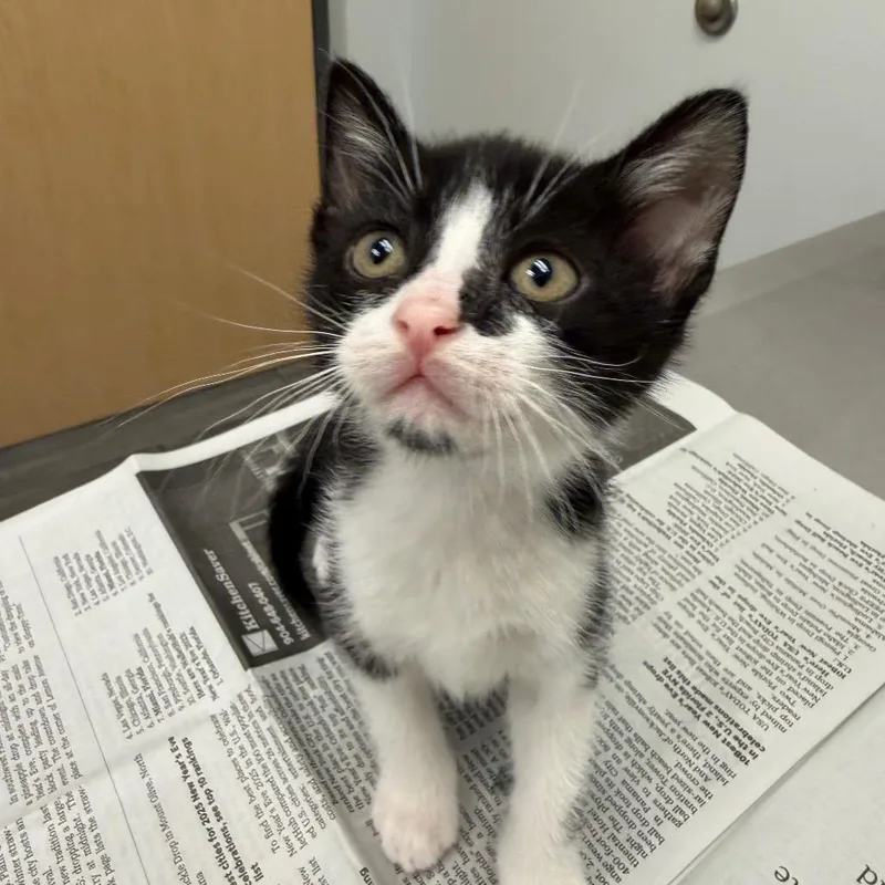 A baby small-sized male Black Domestic Short Hair cat named Captain Cutiepiepants for adoption in Jacksonville, FL