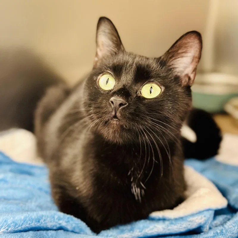 An adult medium-sized female Black Domestic Short Hair cat named Church for adoption in Jackson, NJ