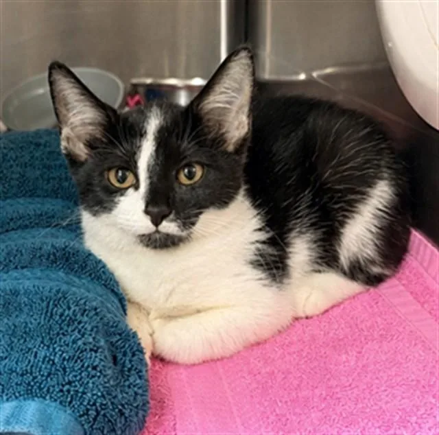 A baby small-sized female Domestic Short Hair cat named Honeybelle for adoption in Statesville, NC