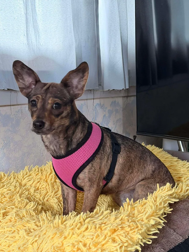 Princess thumbnail 3