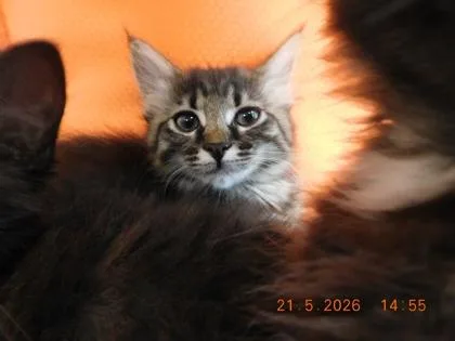 A baby small-sized female Norwegian Forest Cat cat named Splash for adoption in North Richland Hills, TX