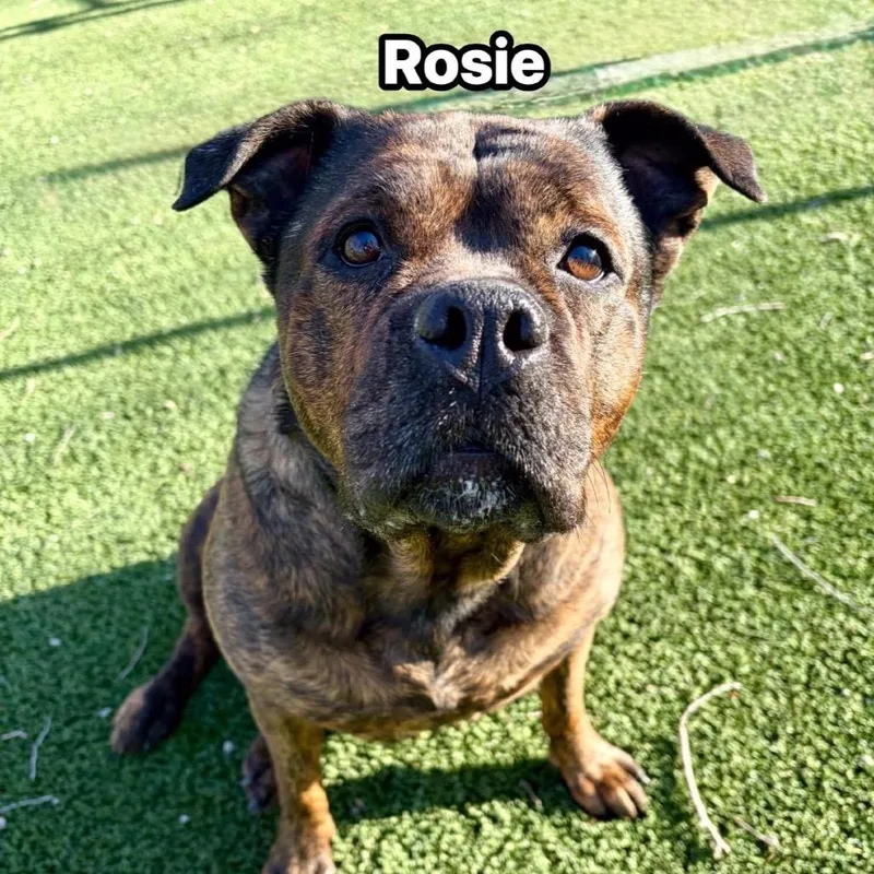 Rosie