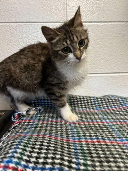 An adult small-sized female Domestic Long Hair cat named Trash Compactor for adoption in Spruce Pine, NC