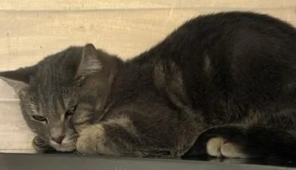 A young small-sized male Domestic Short Hair cat named Noam for adoption in Chamblee, GA