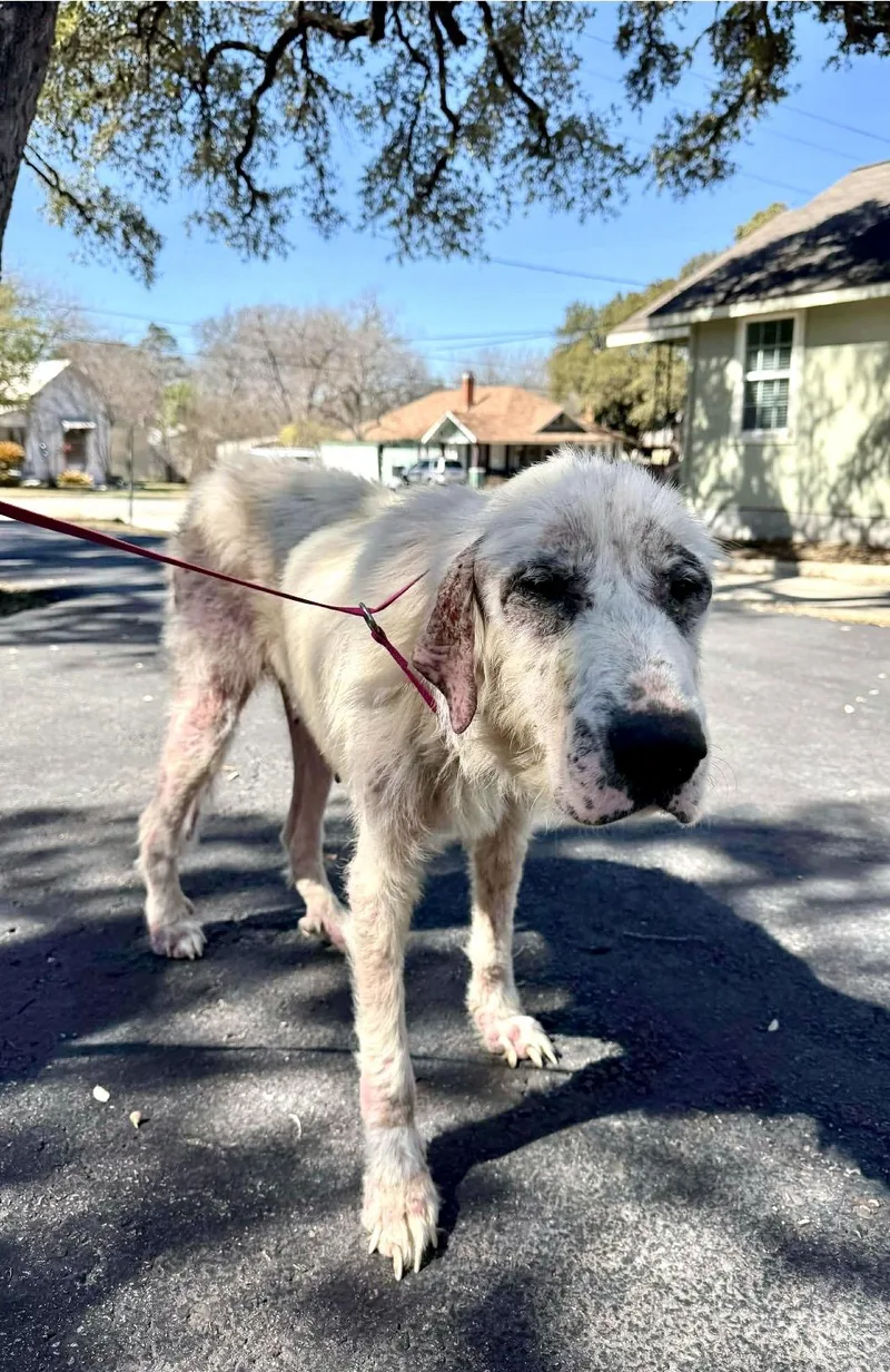 An adult large-sized female White / Cream Great Pyrenees dog named Dulcinea the Great Pyrenees for adoption in Lockhart, TX