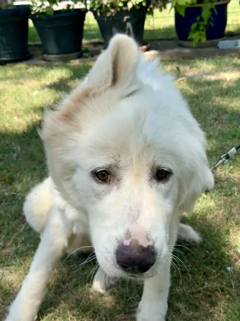 Dulcinea the Great Pyrenees thumbnail 2