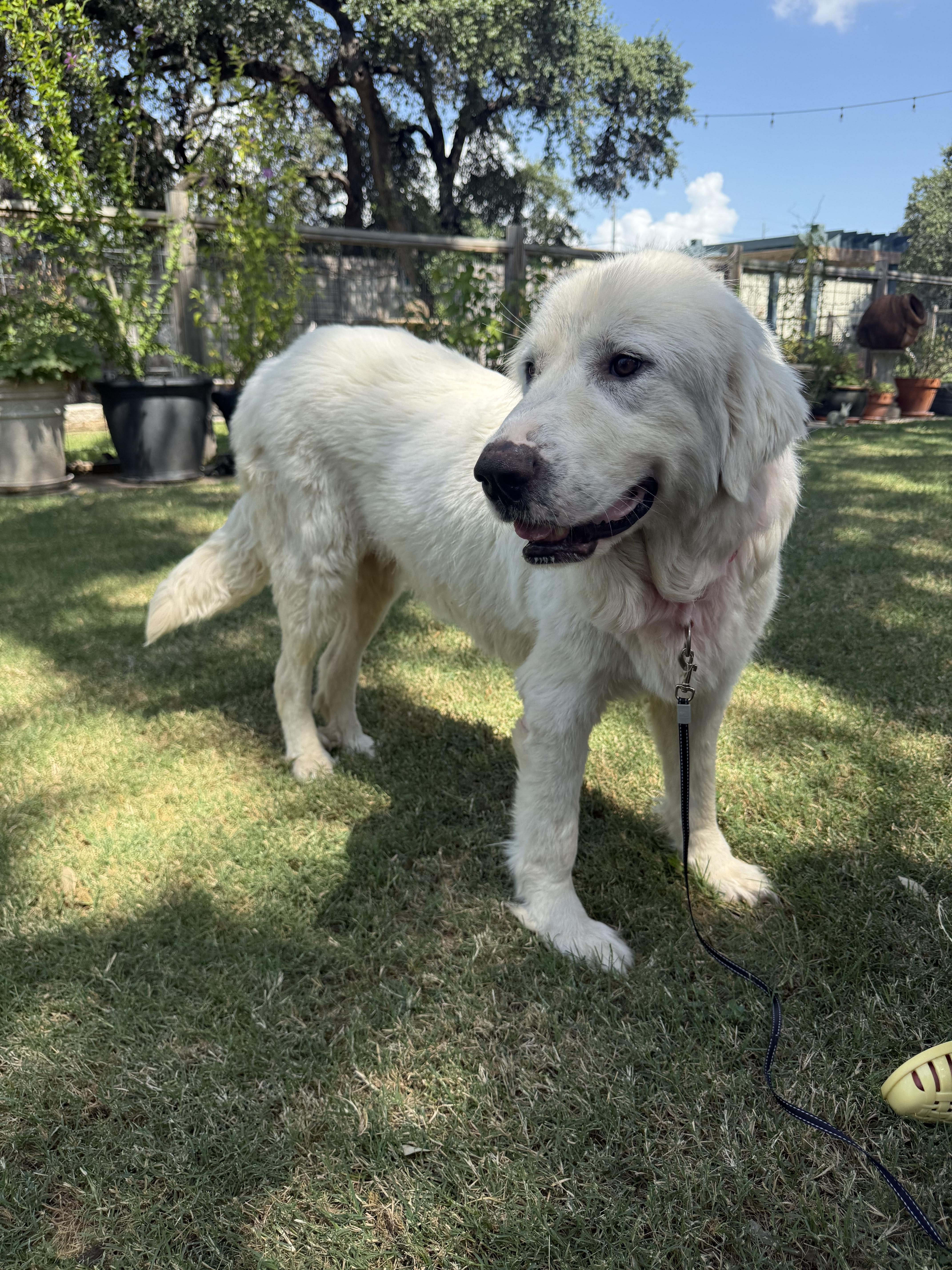 Dulcinea the Great Pyrenees thumbnail 3