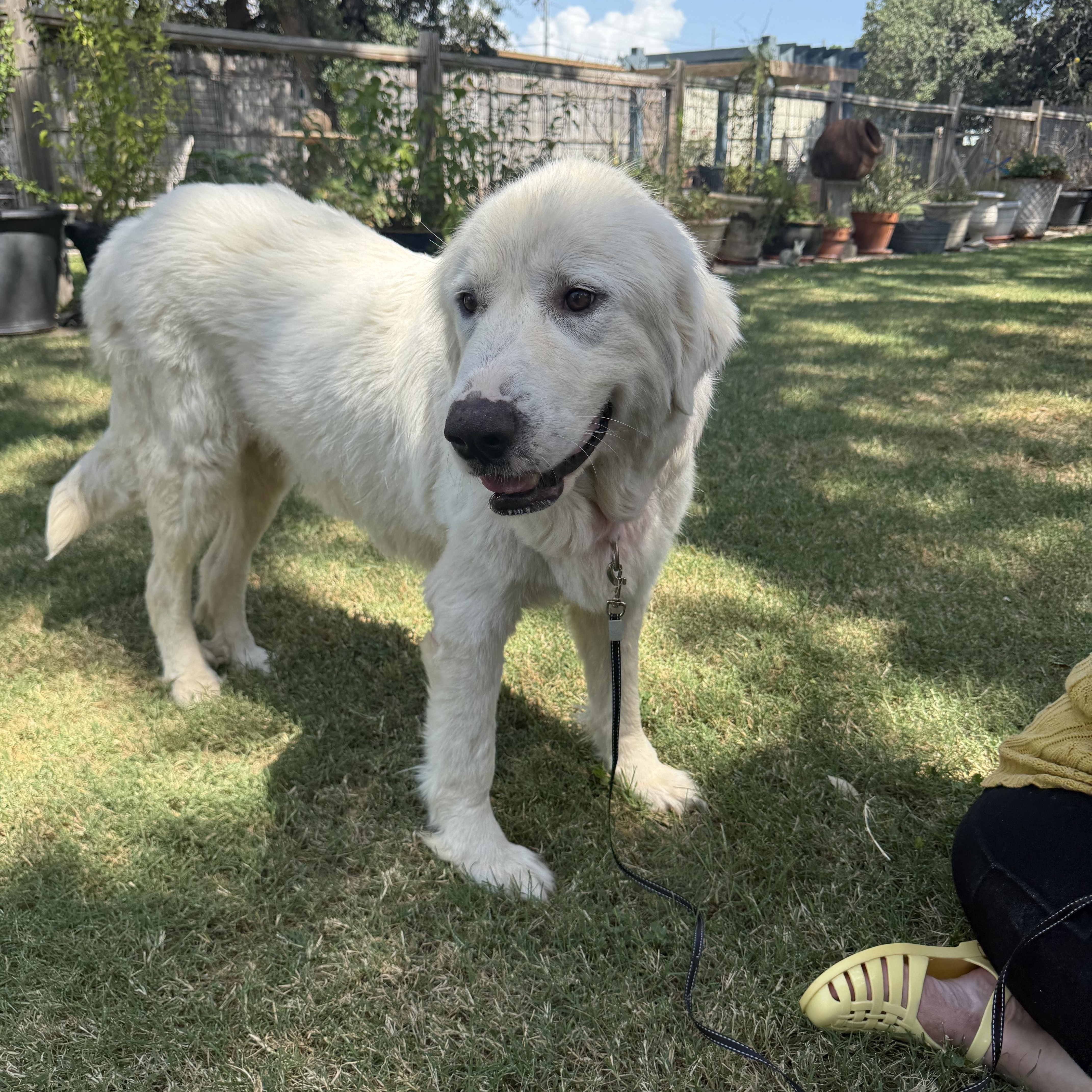 Dulcinea the Great Pyrenees thumbnail 4