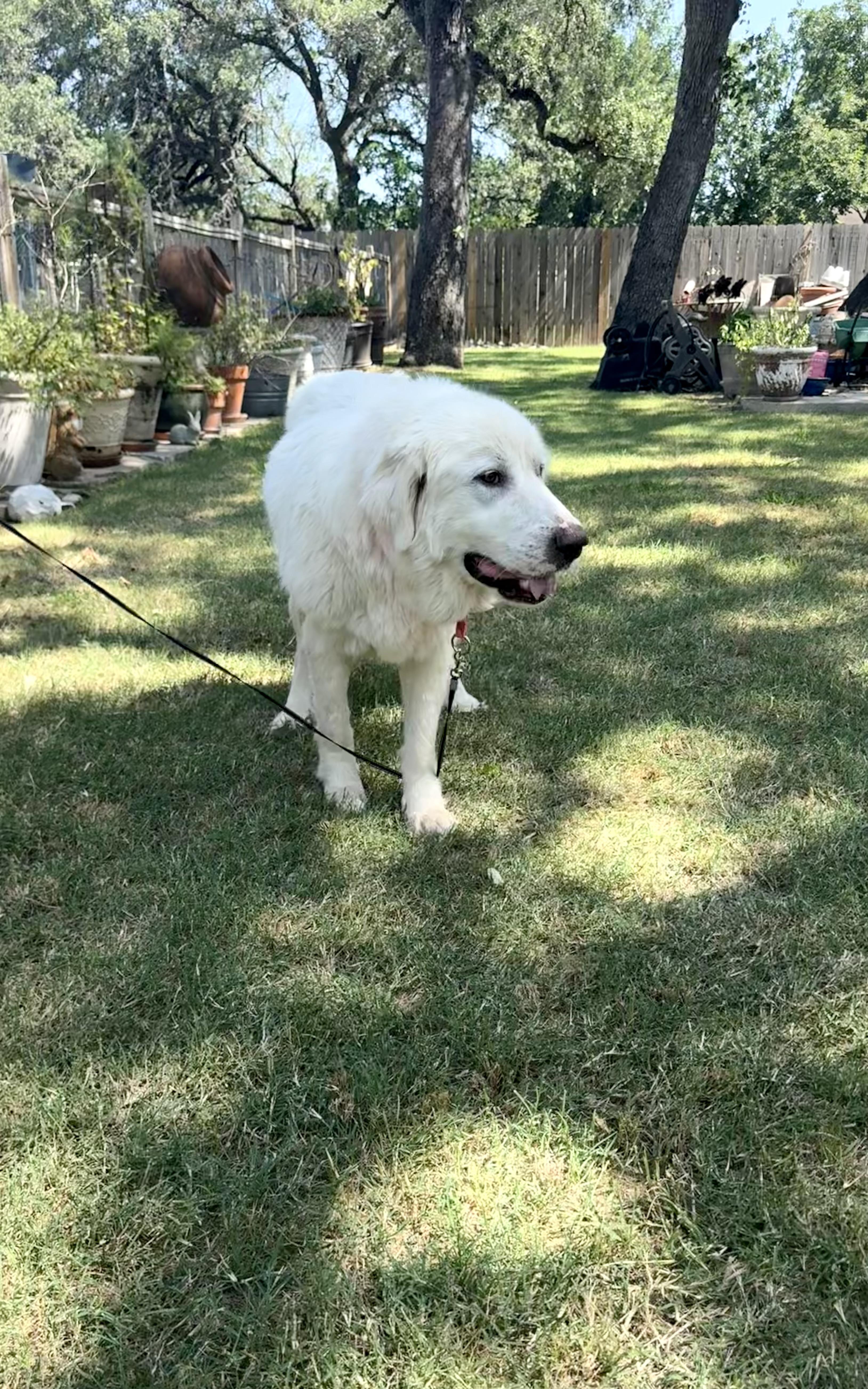 Dulcinea the Great Pyrenees thumbnail 5