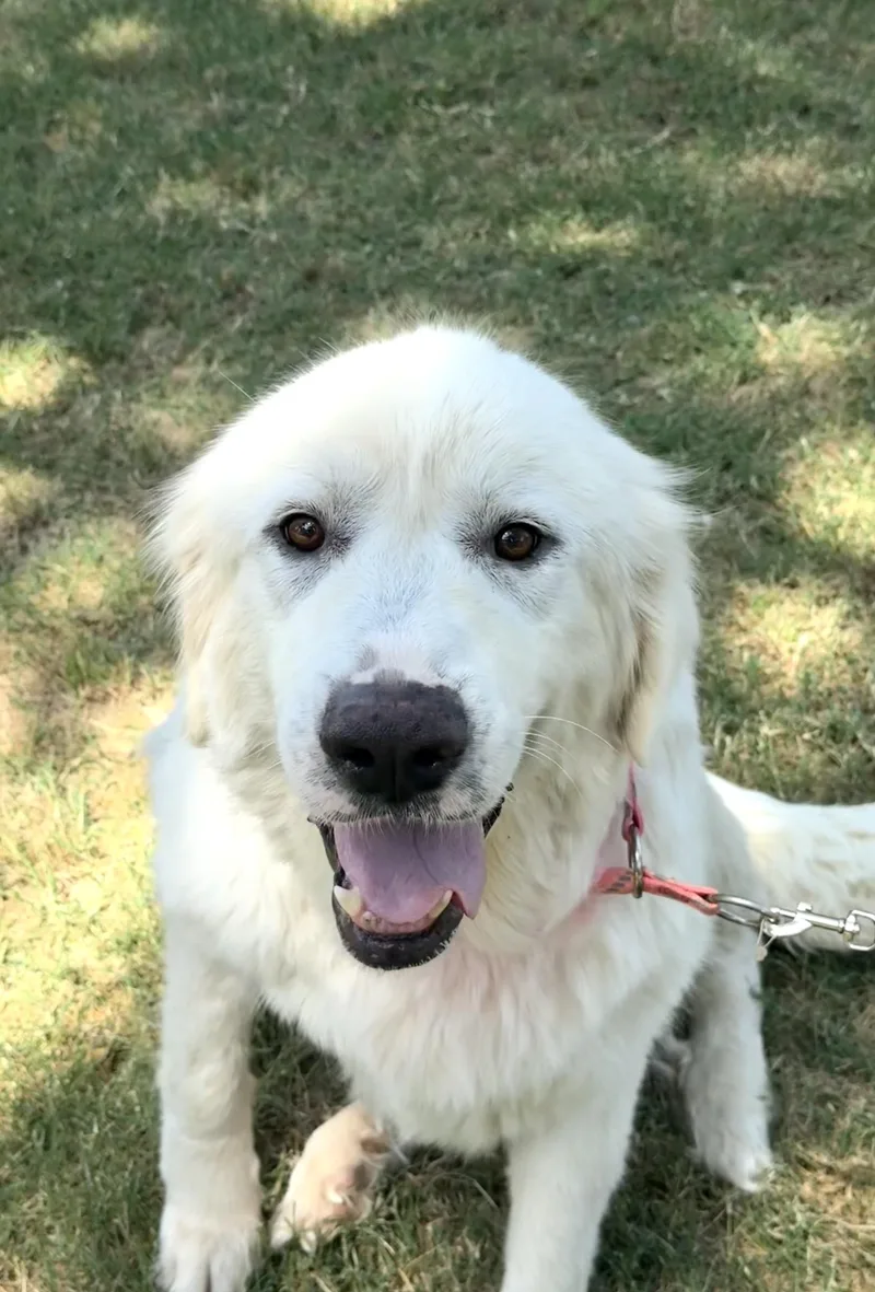 Dulcinea the Great Pyrenees thumbnail 6