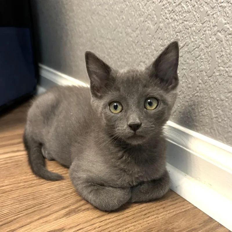 A baby small-sized male Gray / Blue / Silver Domestic Short Hair cat named Gravyboat for adoption in Commerce City, CO