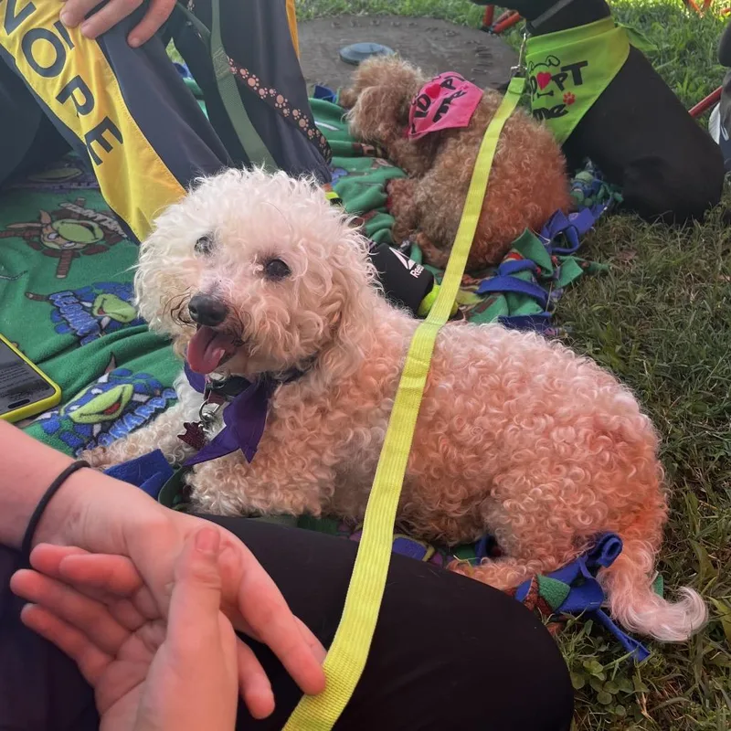 Lulu bonded to Penny
