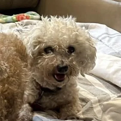 Lulu bonded to Penny thumbnail 2