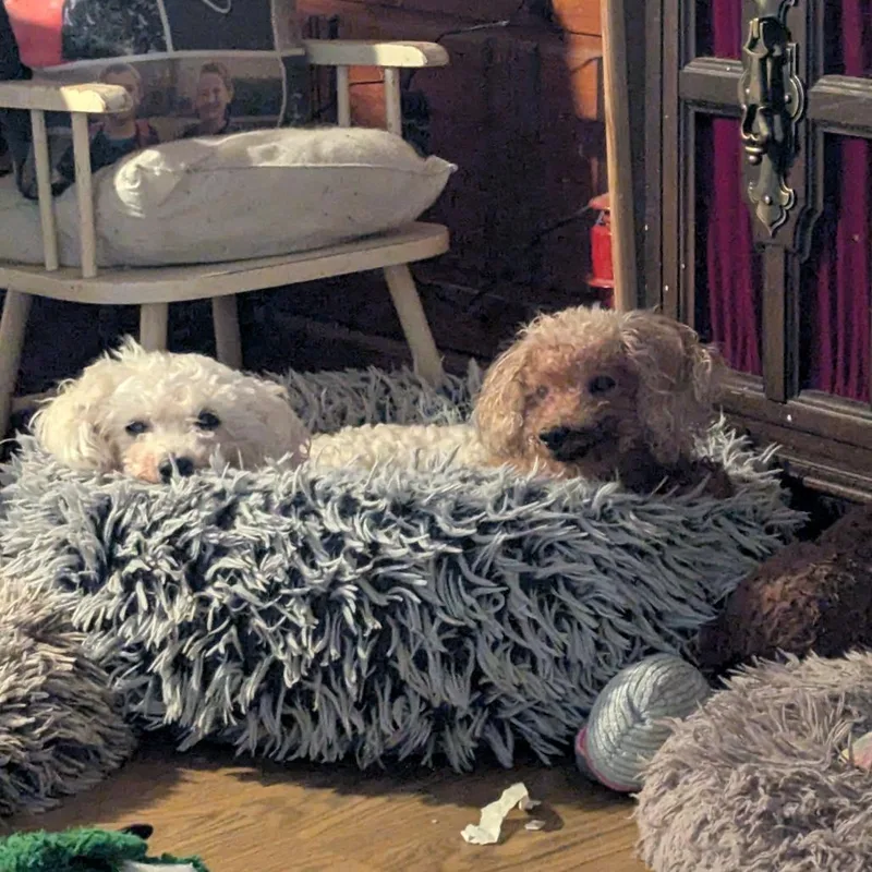 Lulu bonded to Penny thumbnail 4