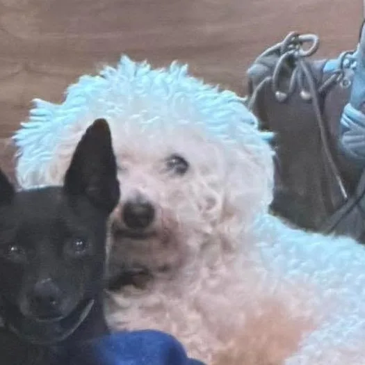 Lulu bonded to Penny thumbnail 5
