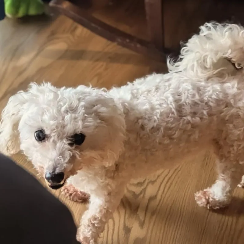 Lulu bonded to Penny thumbnail 6