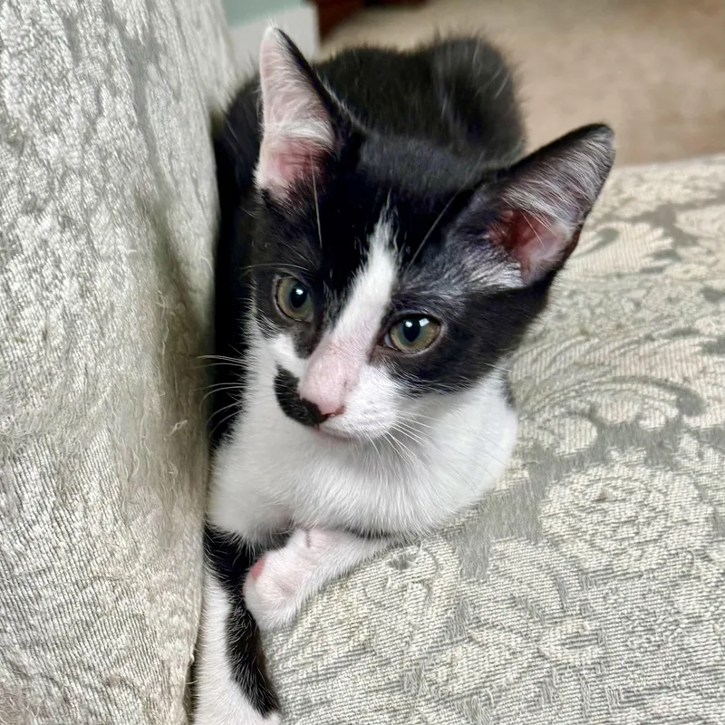 A baby small-sized female Black & White / Tuxedo Domestic Short Hair cat named Emoji for adoption in Richmond, VA