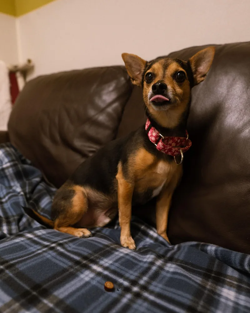 An adult small-sized male Chihuahua dog named Bean for adoption in Cincinnati, OH