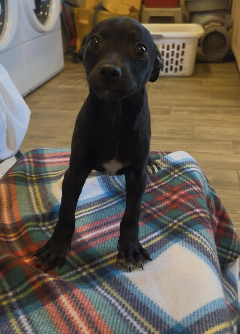 A baby small-sized male Chihuahua dog named Mickey for adoption in Pipe Creek, TX