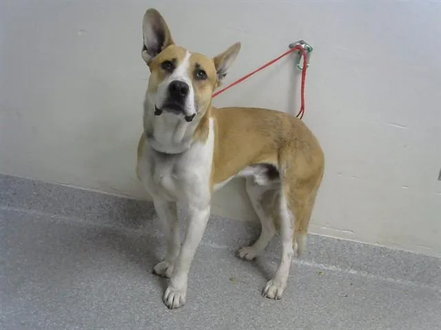 An adult medium-sized male Pit Bull Terrier dog named A for adoption in Pasadena, TX