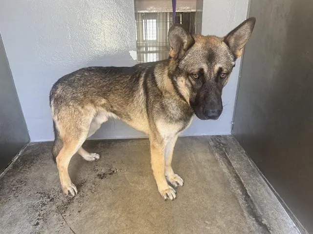 A young large-sized male German Shepherd Dog dog named Shawarma for adoption in Santa Monica, CA