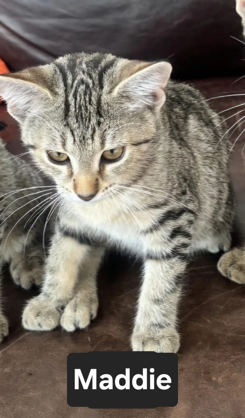 A young small-sized female Tabby (Gray / Blue / Silver) Domestic Short Hair cat named Maddie for adoption in North Tonawanda, NY