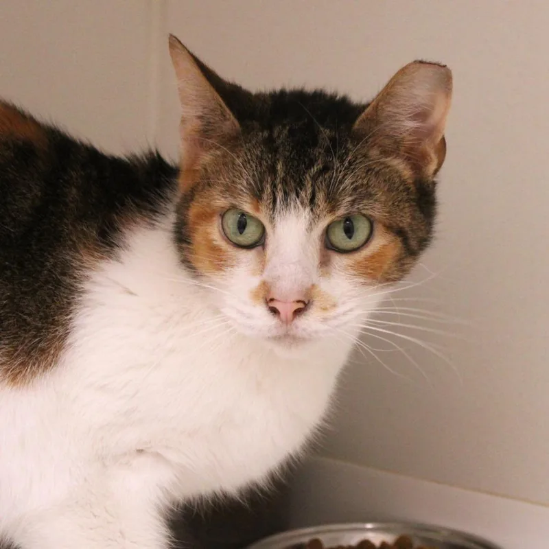 An adult medium-sized female Calico Domestic Short Hair cat named Callie for adoption in Champaign, IL