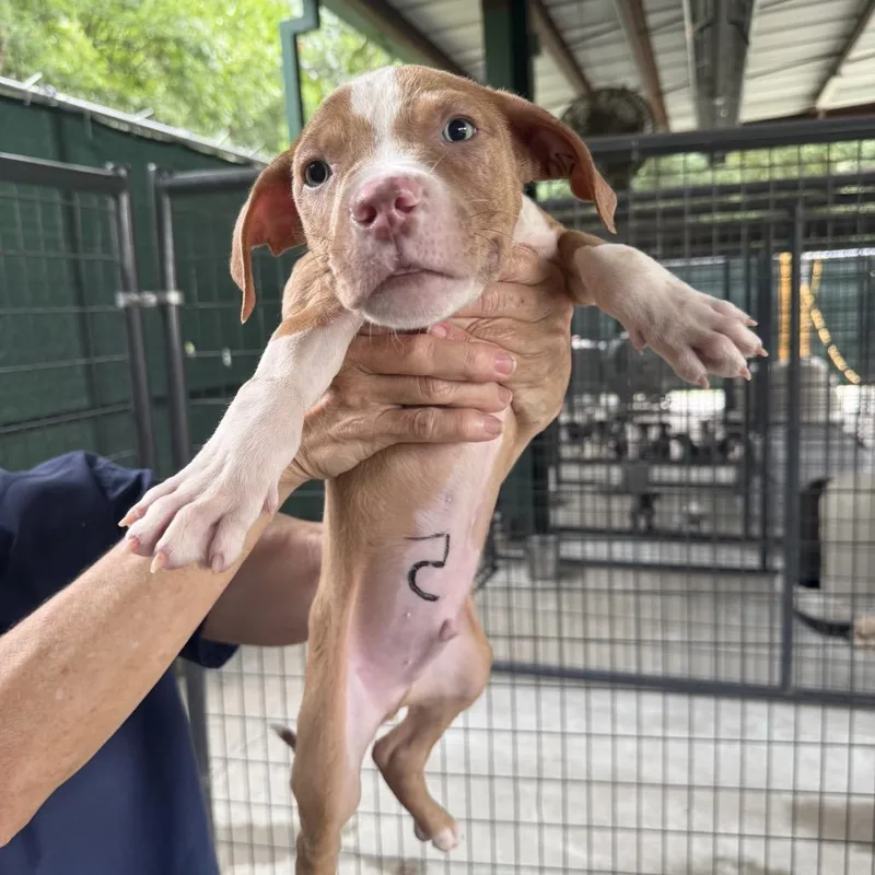A baby medium-sized male Brown / Chocolate Pit Bull Terrier dog named Dewey for adoption in Auburn, NH