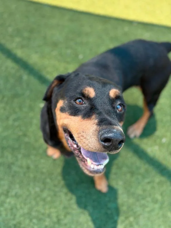 An adult large-sized female Rottweiler dog named Lexi for adoption in Hillsboro, NH