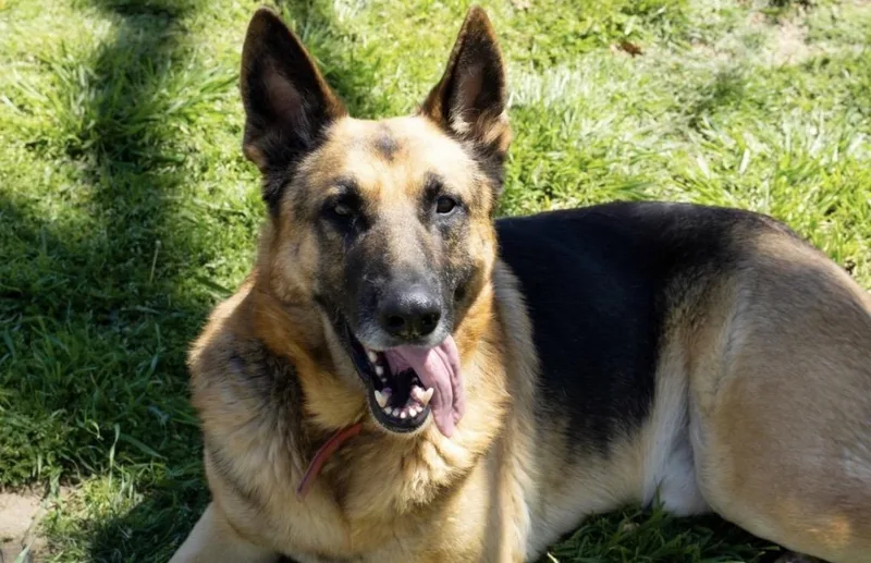 An adult large-sized male Brown / Chocolate German Shepherd Dog dog named Clyde for adoption in Pilot Point, TX