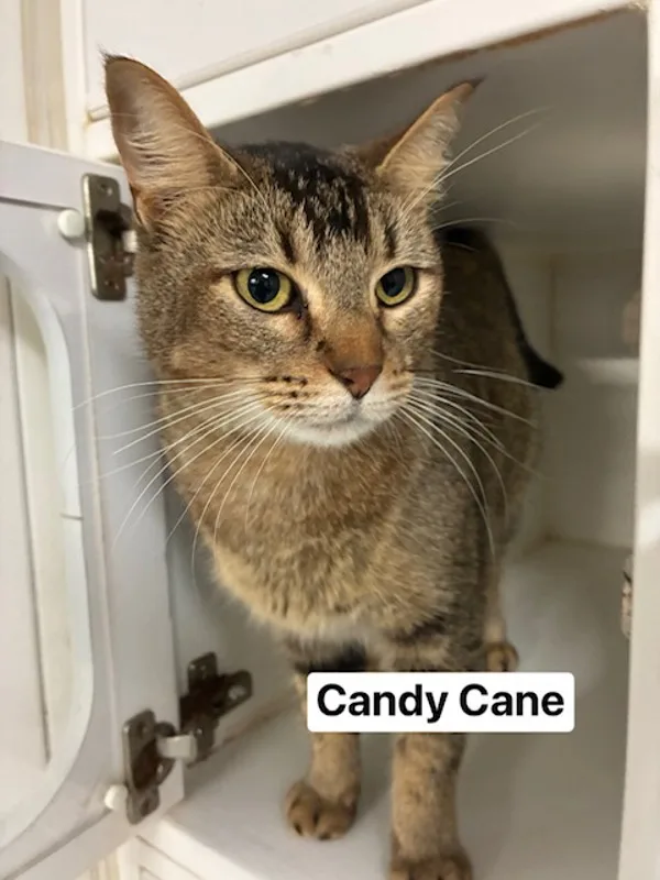 An adult medium-sized female Domestic Short Hair cat named Candy Cane for adoption in Topeka, KS
