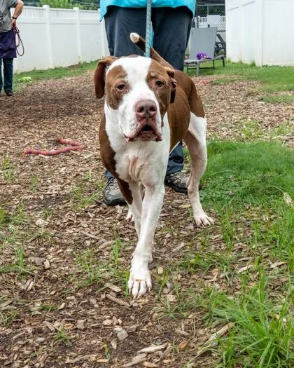 An adult large-sized male Mixed Breed dog named Fondue for adoption in Chamblee, GA