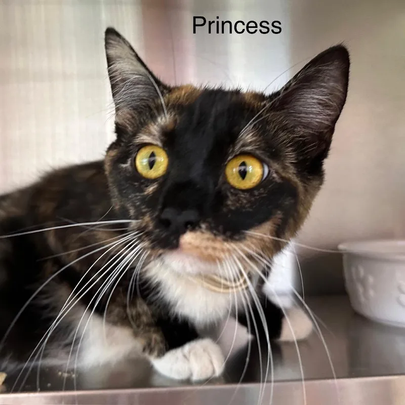 A young small-sized female Calico Domestic Medium Hair cat named Princess for adoption in Madisonville, TN