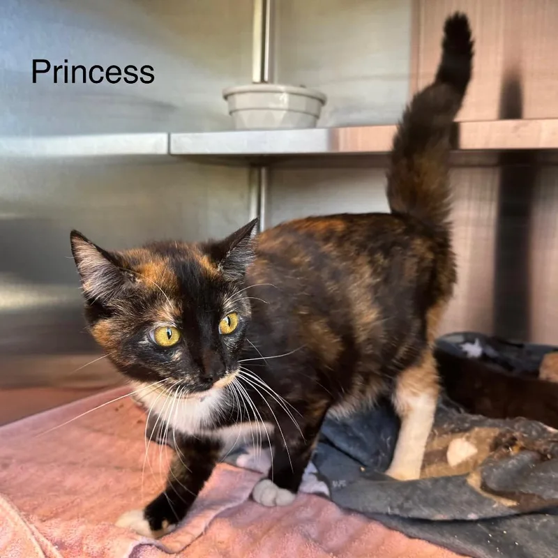 Princess thumbnail 3