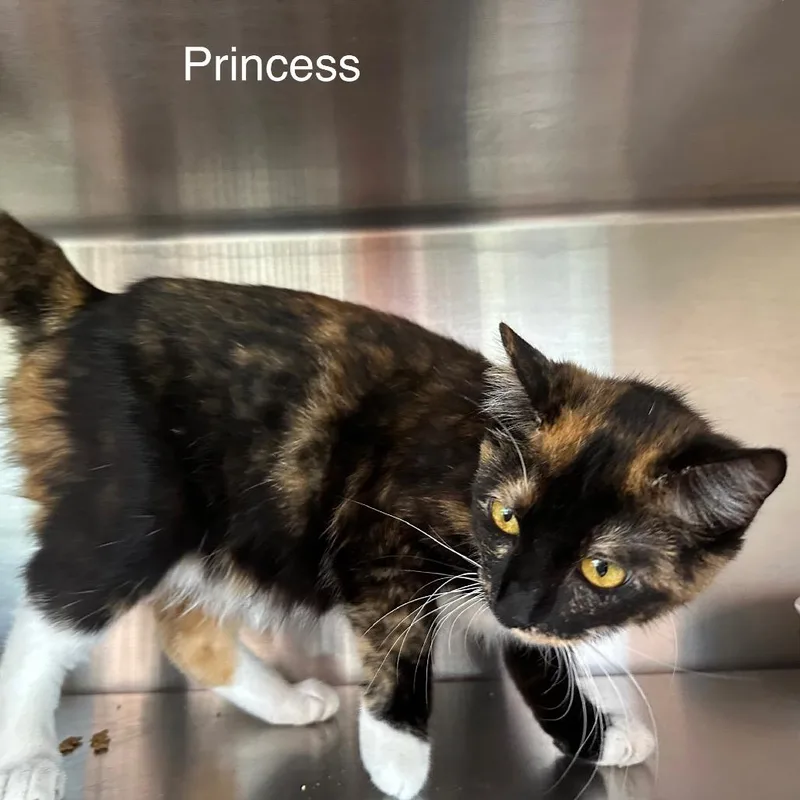 Princess thumbnail 4