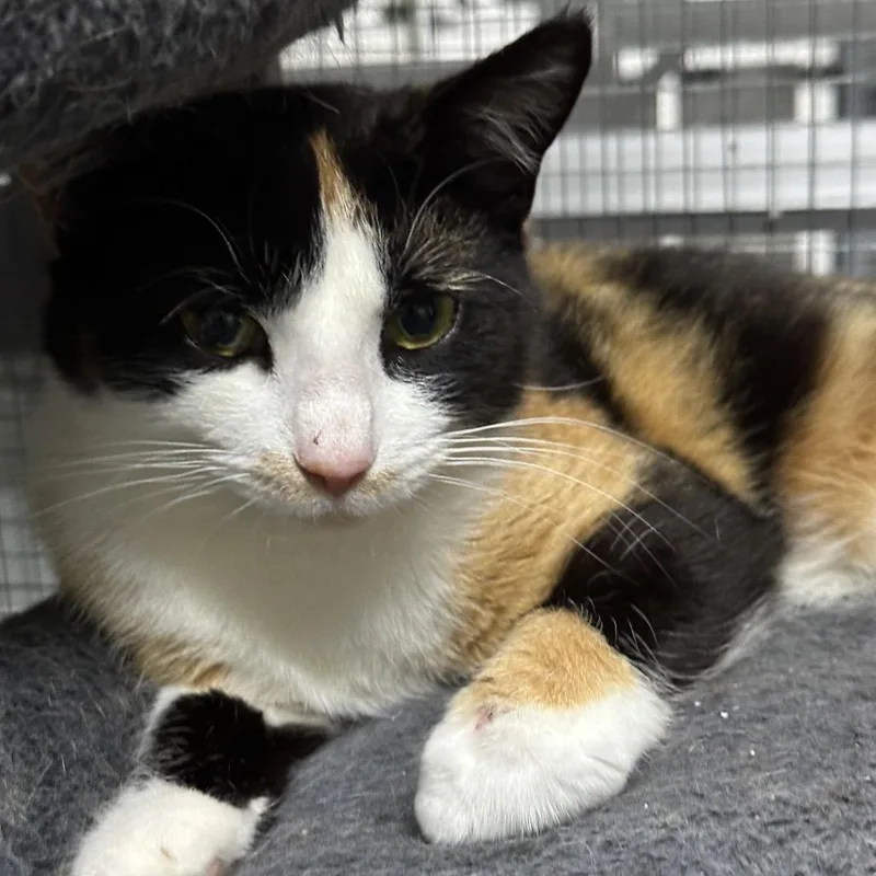 Snickers thumbnail 2