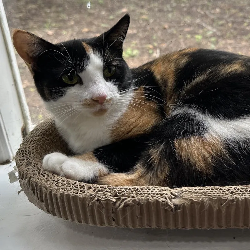 Snickers thumbnail 3