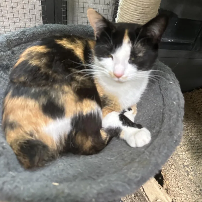 Snickers thumbnail 4