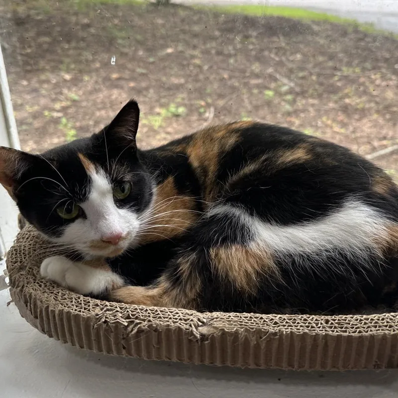 Snickers thumbnail 5