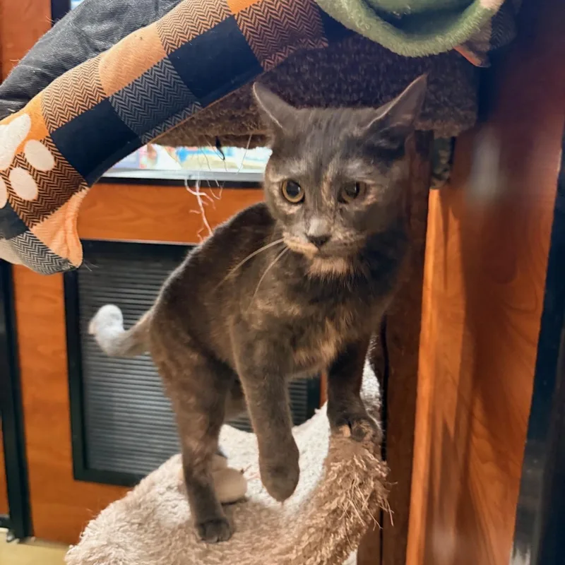 Mon Cheri thumbnail 2