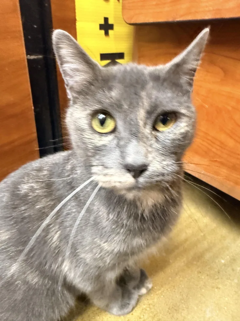 Mon Cheri thumbnail 3