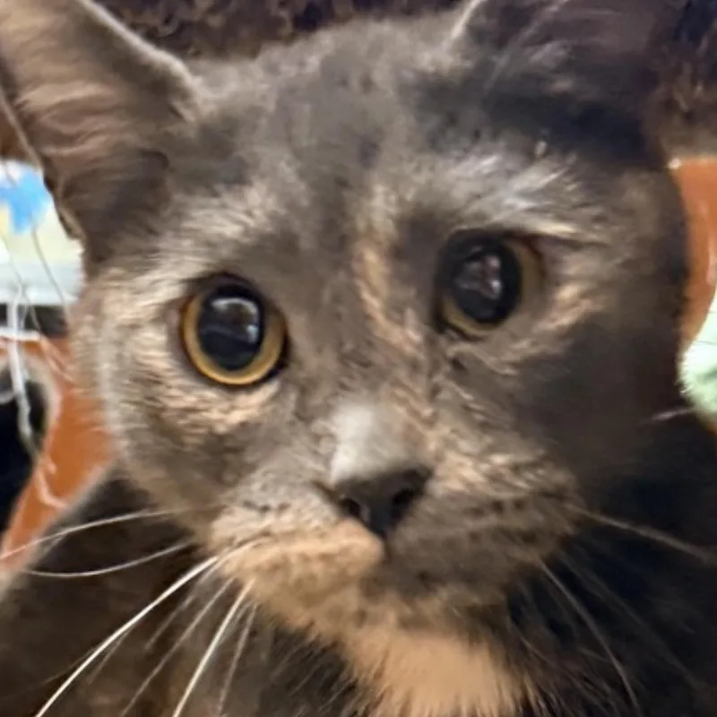 Mon Cheri thumbnail 4