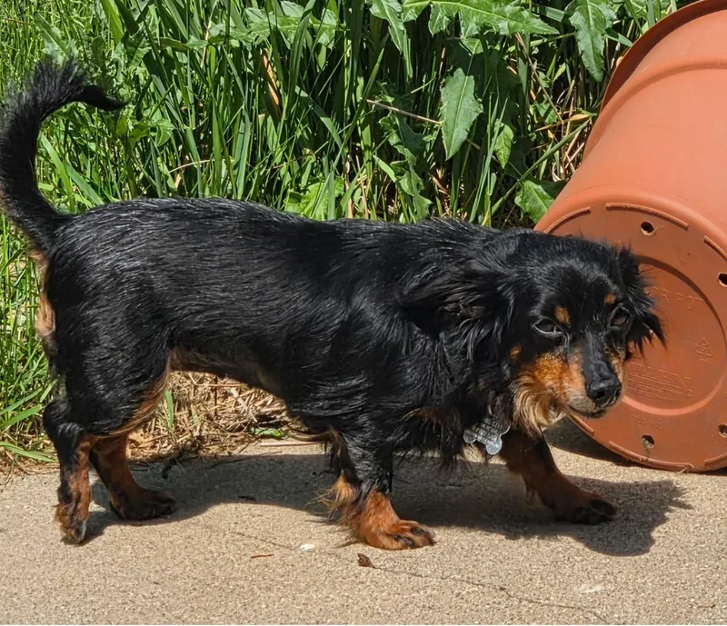 An adult small-sized female Dachshund (Long Haired) dog named Abby Love for adoption in Palatine, IL