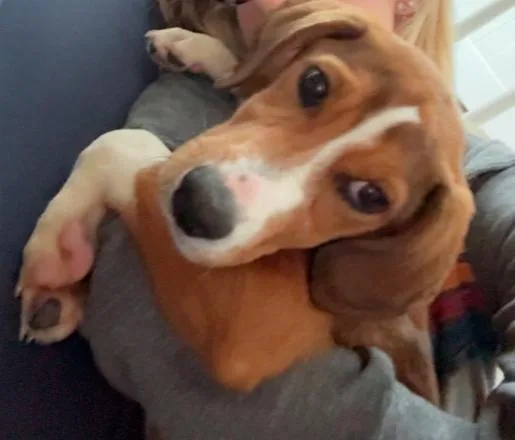 Pup Angel thumbnail 2